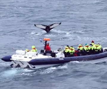 Whale Watching: Whales of Iceland Entry + RIB Boat Tour from Reykjavik